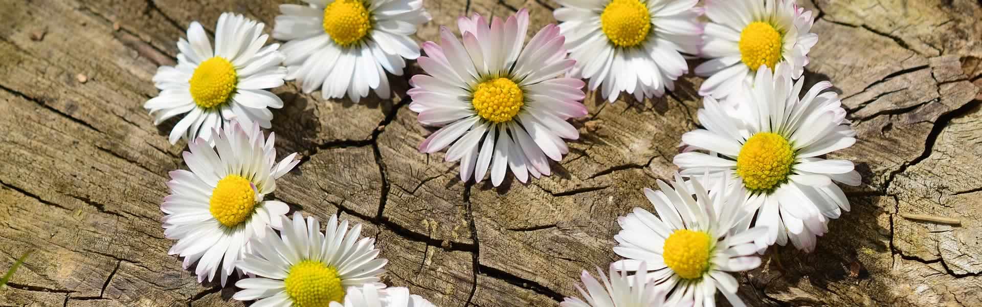 Composizioni e decorazioni floreali funebri